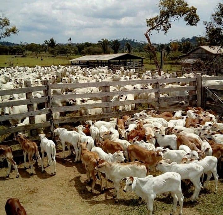Masa Depan Peternakan Berkelanjutan dan Ramah Lingkungan