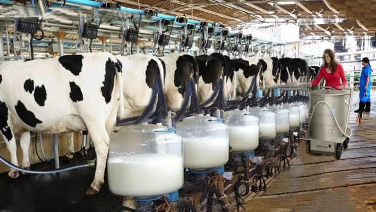 Peran Teknologi dalam Meningkatkan Produktivitas Peternakan