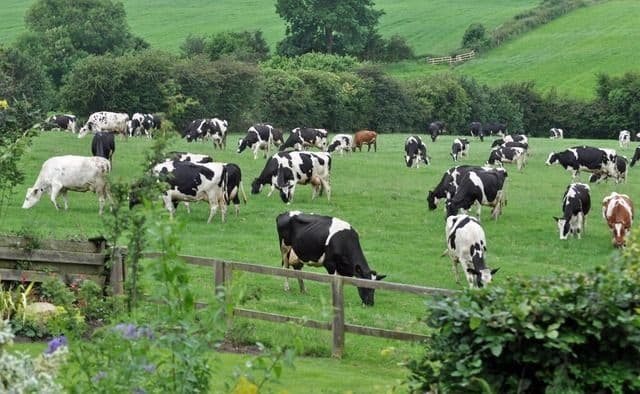 Peran Peternakan dalam Mendukung Ketahanan Pangan Nasional