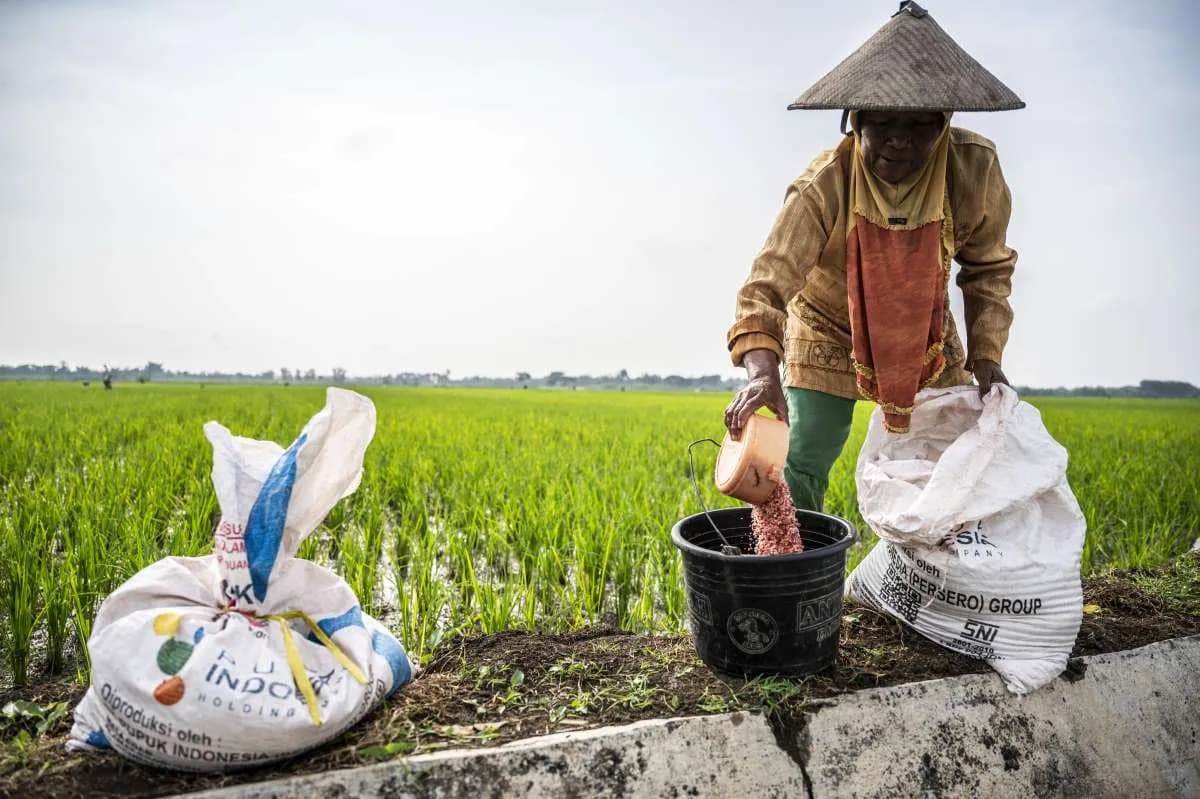Mengapa Distribusi Pupuk di Akhir Musim Tanam Bisa Jadi Penentu Nasib Petani?