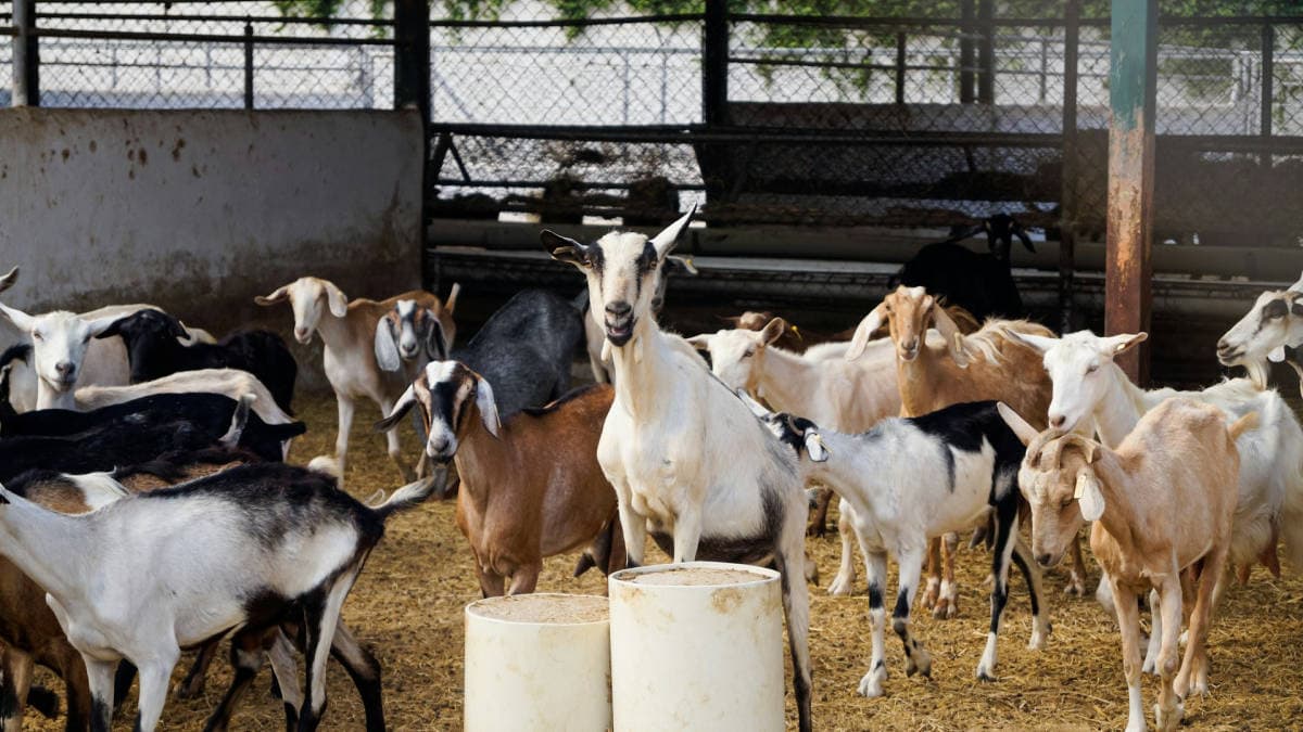 Dari Kandang ke Gelas: Kisah Sukses Peternak Kambing Perah di Jawa Barat yang Mengubah Ekonomi Lokal