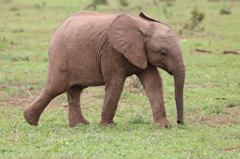 Analisis Fenomena Viralitas Konten Satwa Liar: Studi Kasus Video Anak Gajah Terjebak di Media Digital
