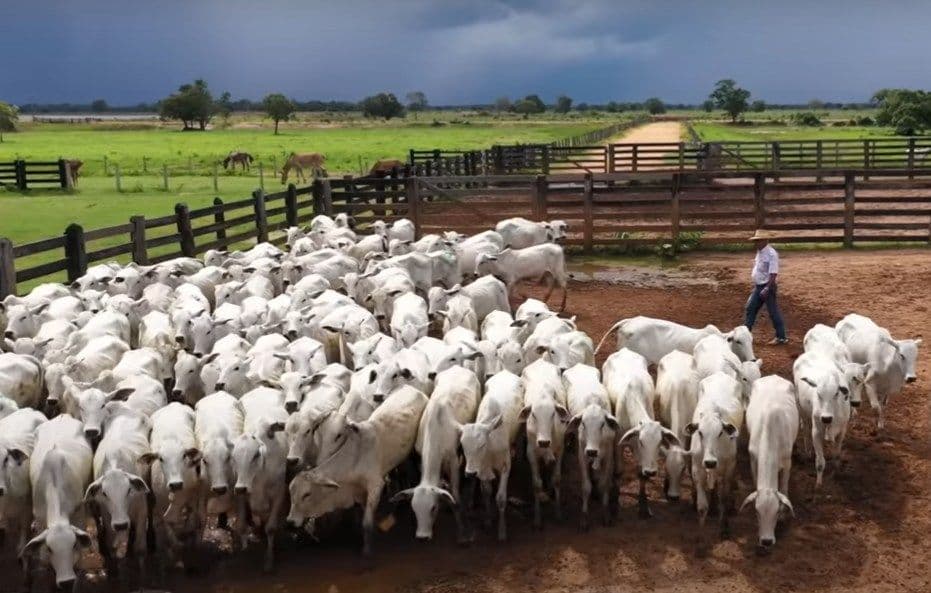 Mengubah Rintangan Menjadi Ladang Emas: Kisah Peternakan di Tengah Badai Global