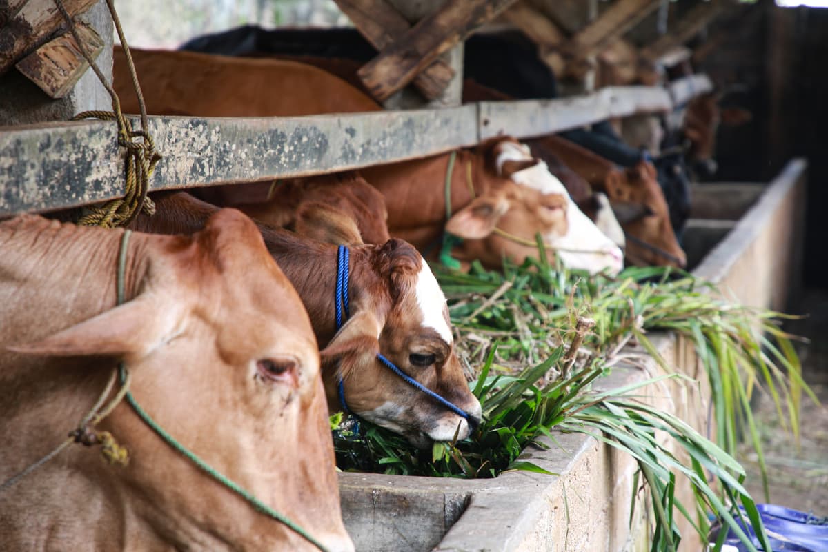 Peternak Lokal Tingkatkan Produksi Pakan Mandiri untuk Tekan Biaya Usaha